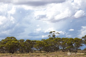 Shane-Strudwick-images-18 