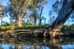 Shane-Strudwick-images-9 